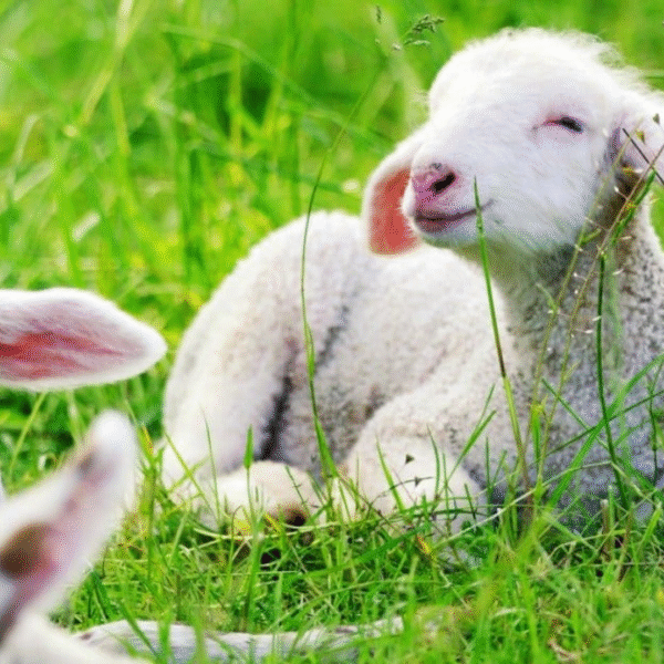 Lamb vs Goat