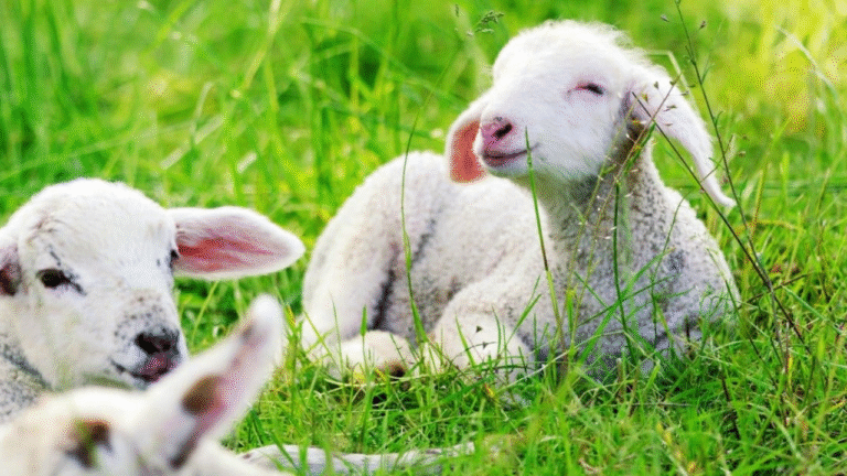 Lamb vs Goat