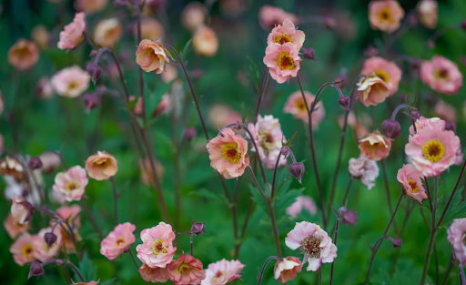 geum