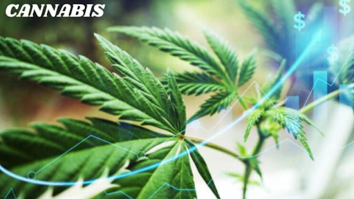 5starsstocks.com cannabis